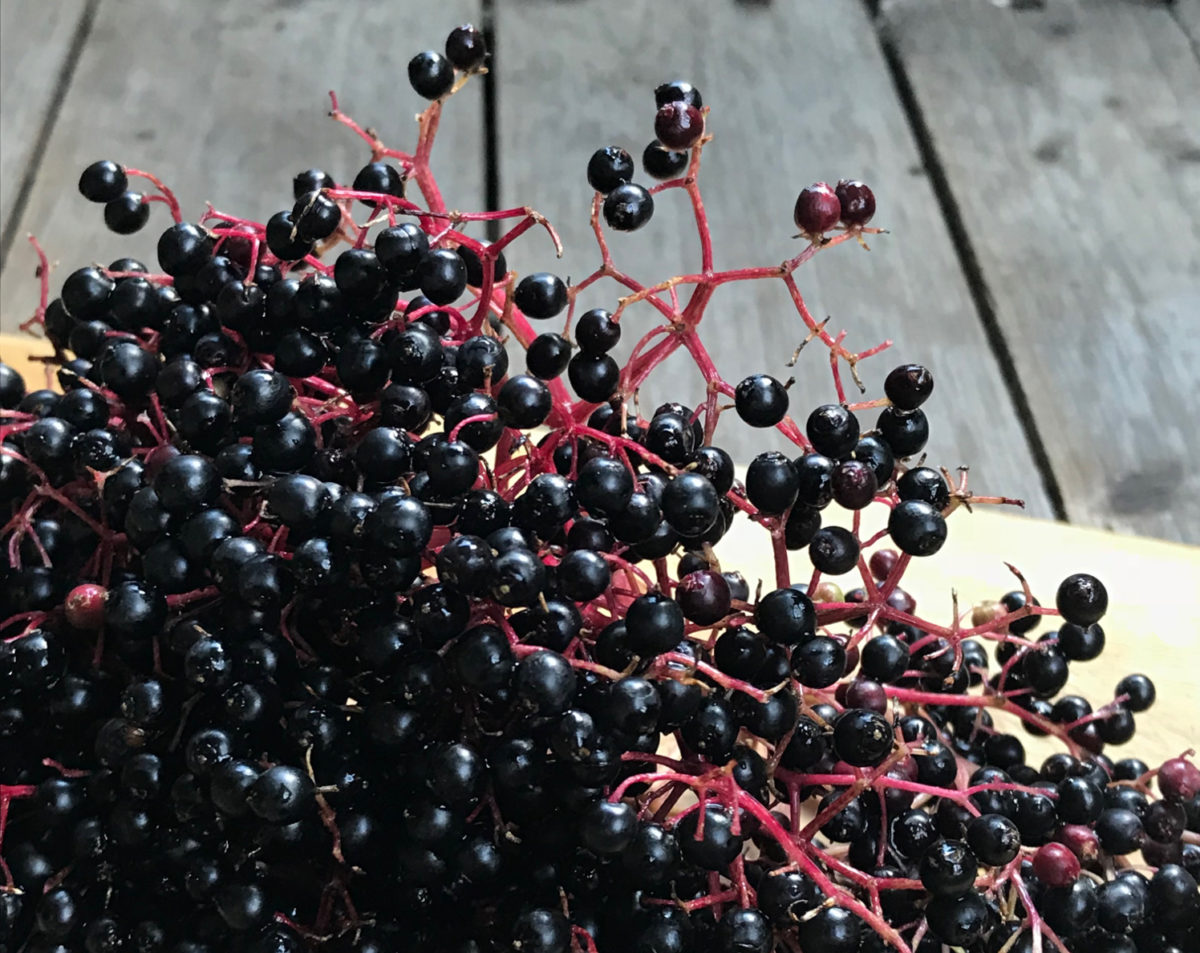 Rezept Holunderbeerensirup: Wohltuer für den Herbst Rezept Holunderbeerensirup: Wohltuer für den Herbst