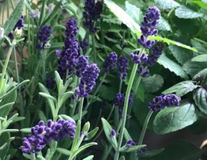 Heilpflanze Lavendel
