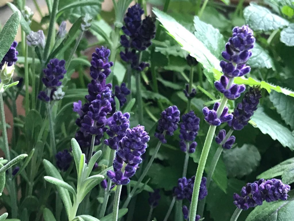 Heilpflanze Lavendel