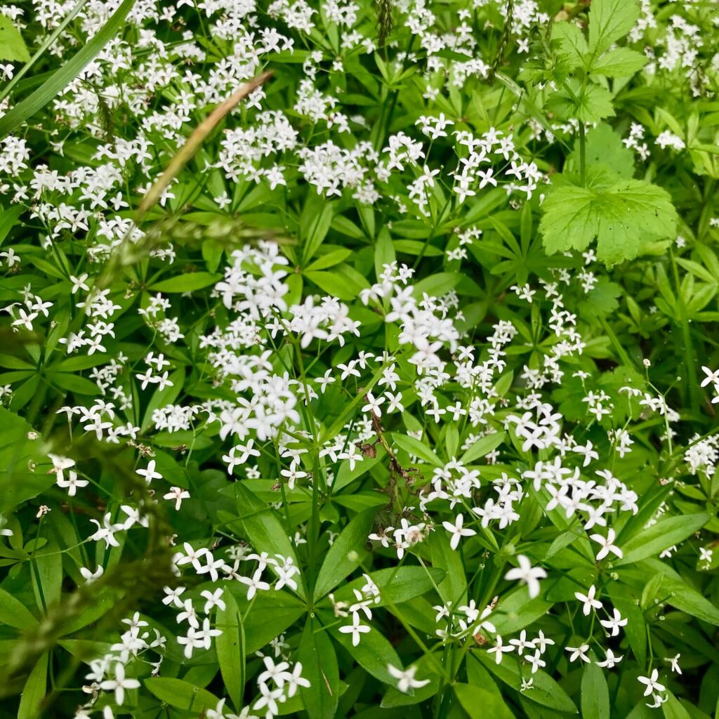 Im Frühsommer blüht der Waldmeister