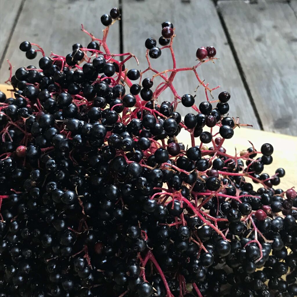 Holunderbeeren
