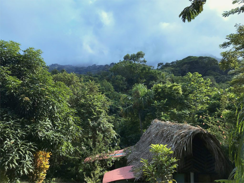 Ausblick in den Dschungel
