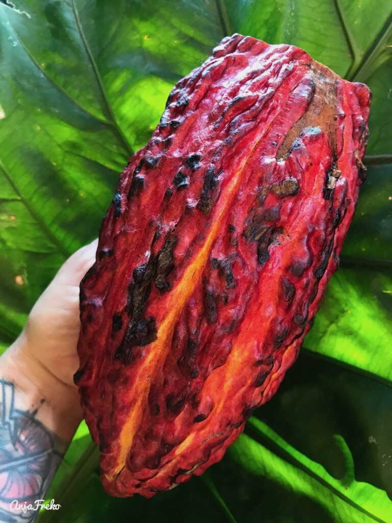 Kakaoschote frisch vom Baum