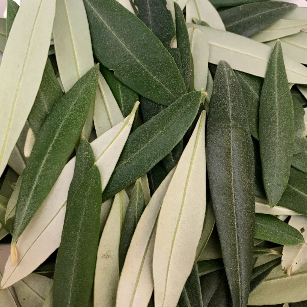 Olivenblätter für Olivenblattextrakt