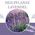 Heilpflanze Lavendel