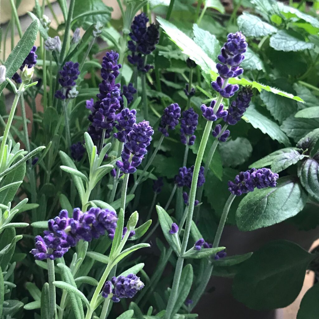Lavendel auf unserer Fensterbank