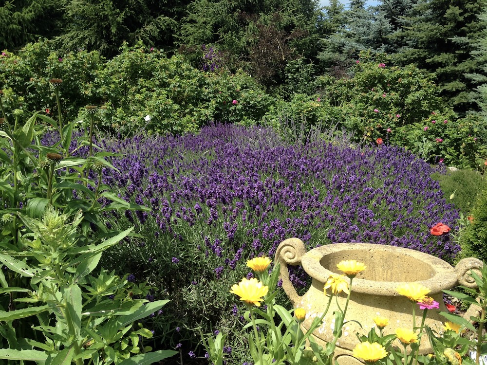 Kräuter bei Reizdarm: Lavendel