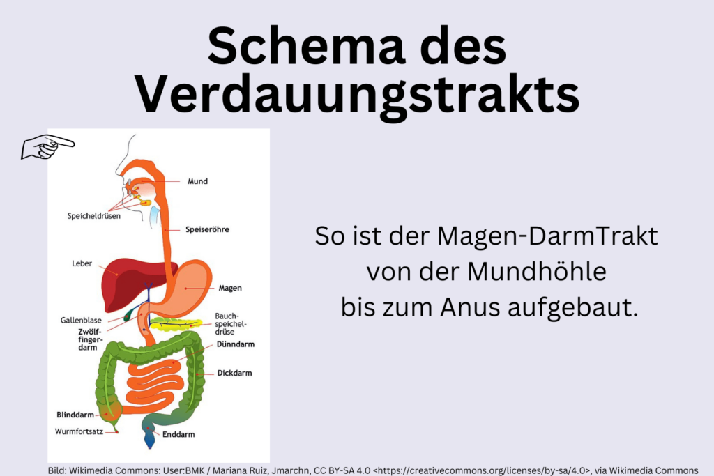 Aufbau_Magen-Darm-Trakt