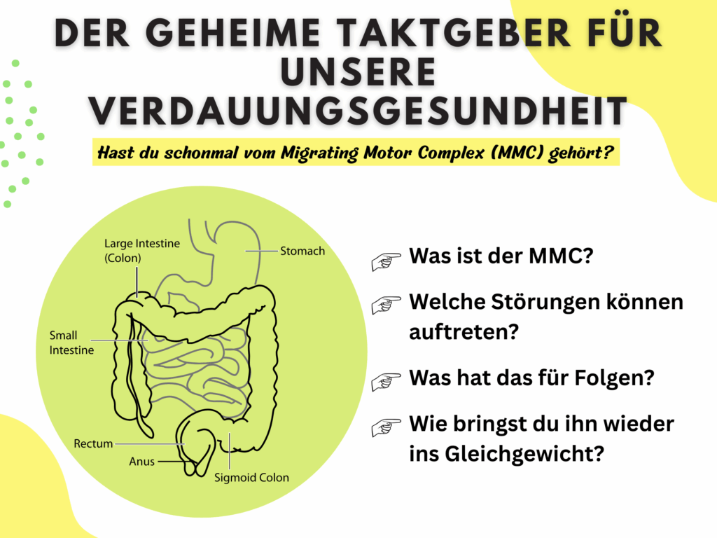 Grafik Magen-Darm-System. Erklärung Artikel-Inhalt.