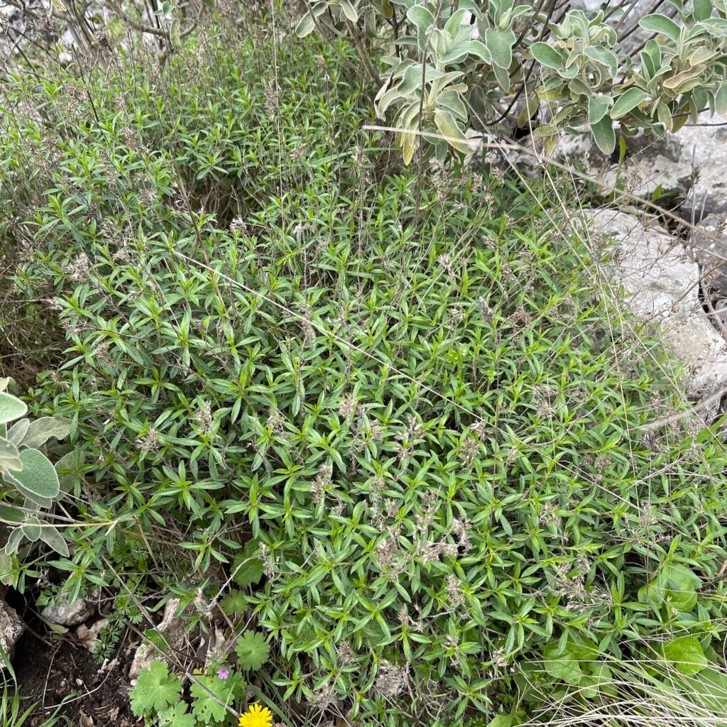 Busch Bohnenkraut am Felsen