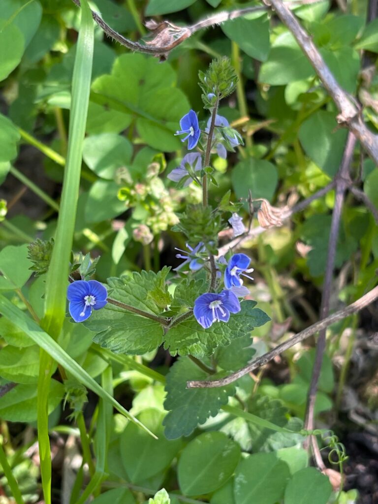 Ehrenpreis Blüten und Kraut