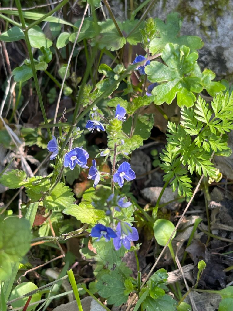 Ehrenpreis Blüten und Kraut