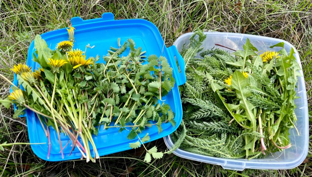 Verschiedene Wildkräuter in Behältern auf Wiese