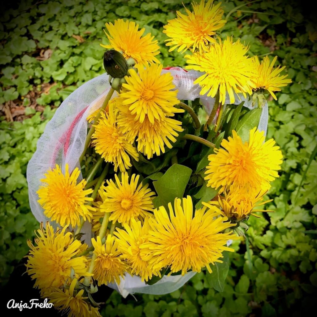 Löwenzahnblüte und Blätter in einem Beutel