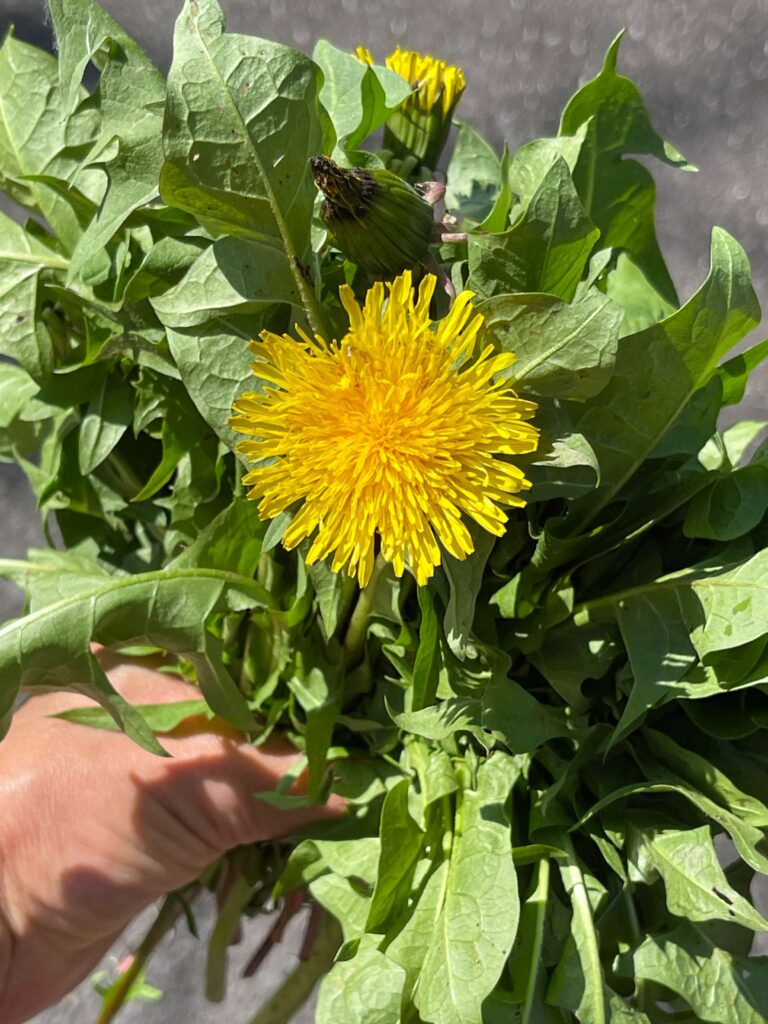 Löwenzahnblüte und Blätter