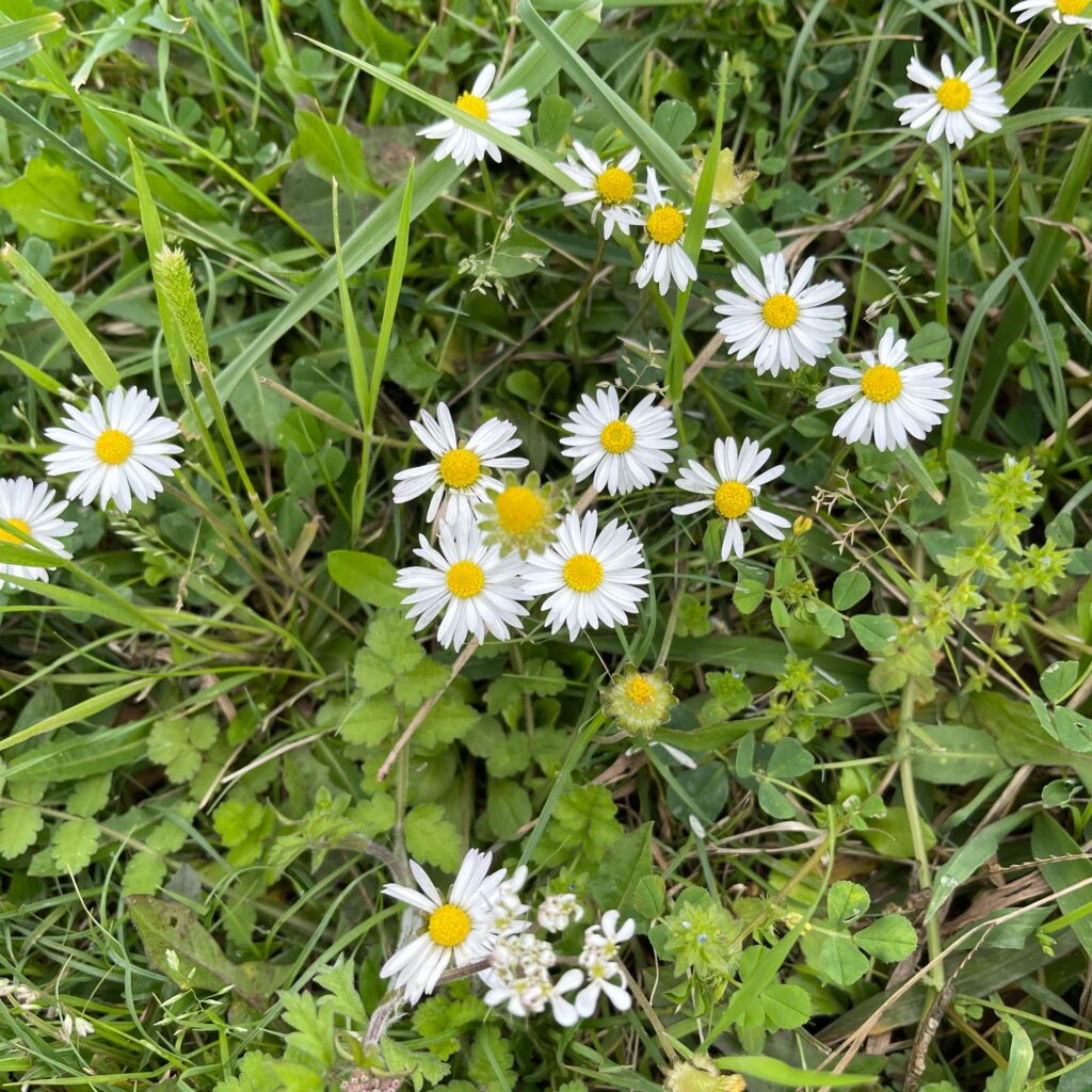 Gänseblümchen auf Wiese
