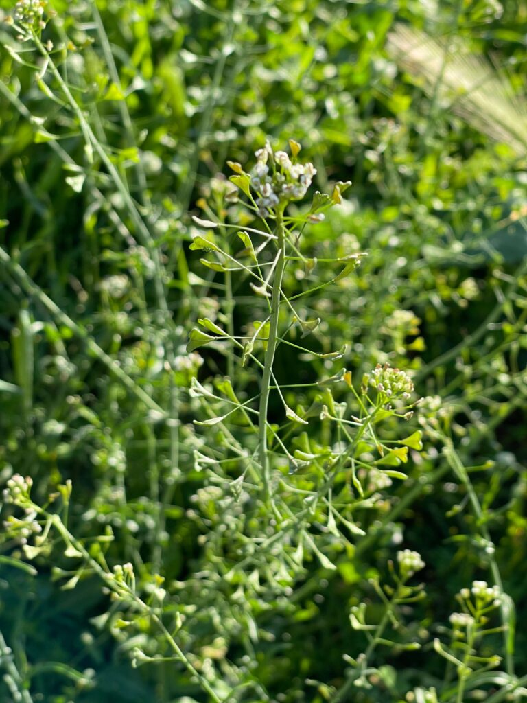 Hirtentäschel