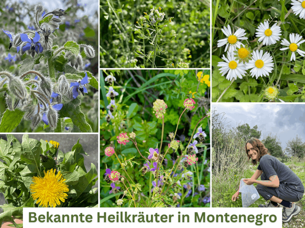 Kollage aus Kräuter mit Löwenzahn, Borretsch, Gänseblümchen und mehr