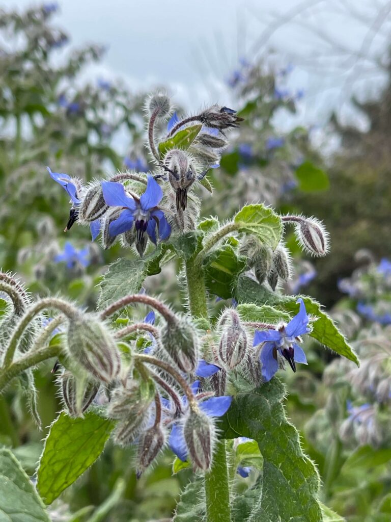 Nahaufnahme Borretschblüten