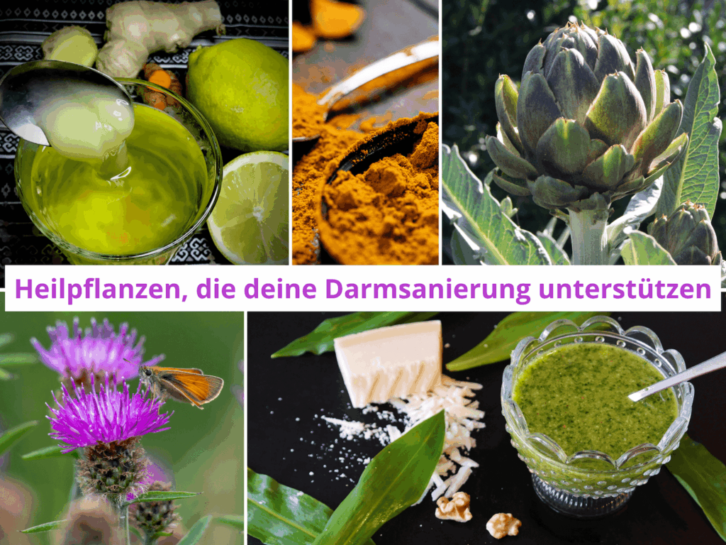 Kollage mit Heilpflanzen, Ingwertee, Kurkuma, Artischocke