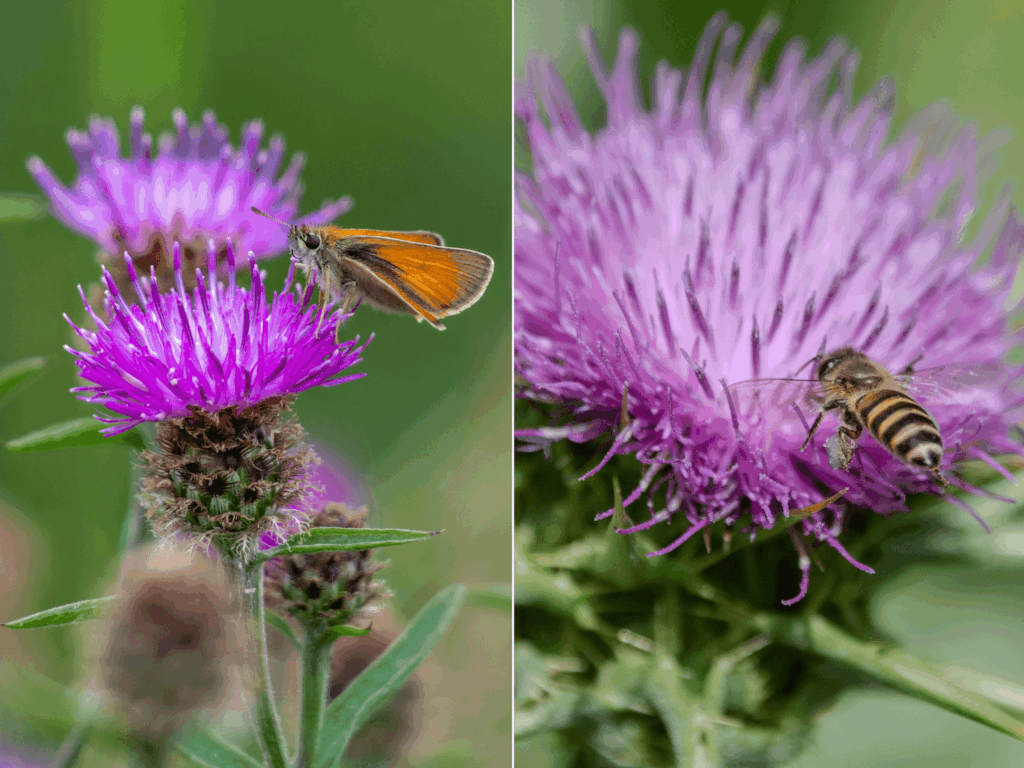 Mariendistelblüten mit Schmetterling und Biene