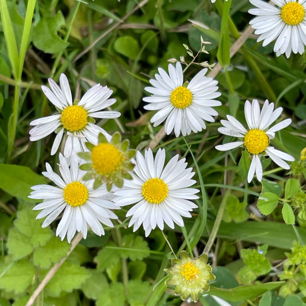 Gänseblümchen