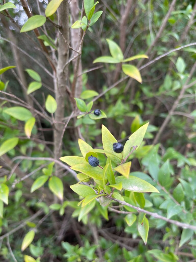 Nahaufnahme Myrte mit Beeren