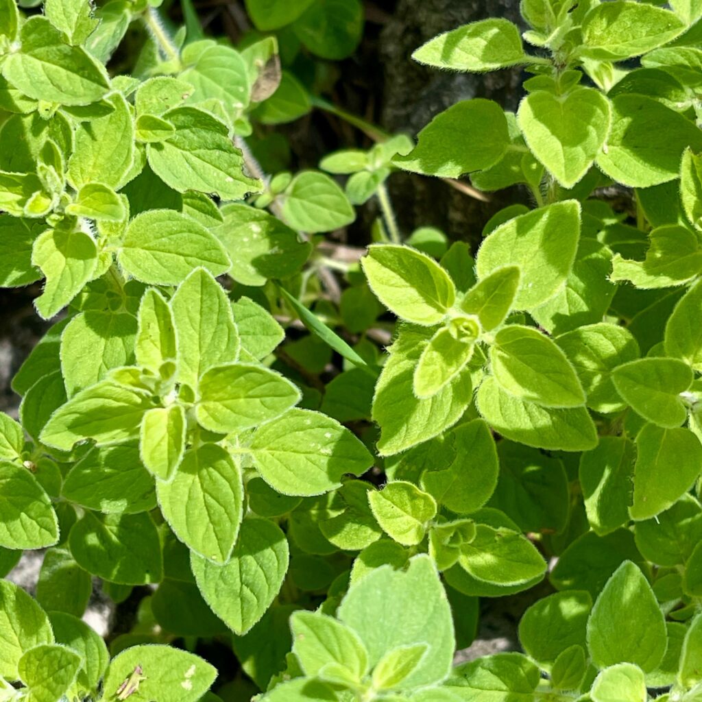 Nahaufnahme Oregano