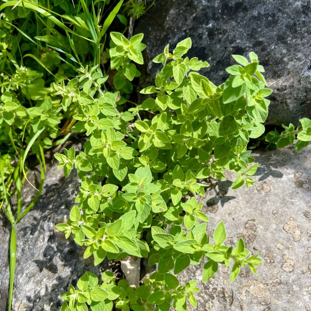 Oregano-Busch am Felsen