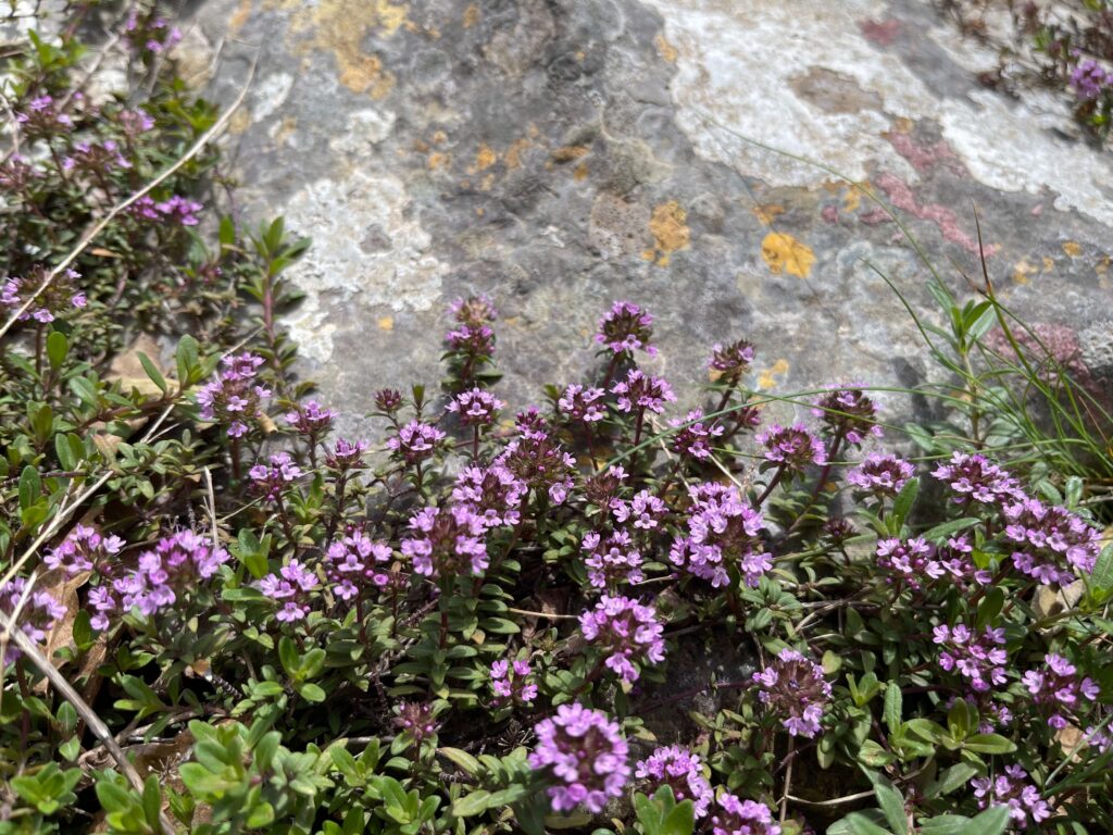Blühender Oregano am Fels
