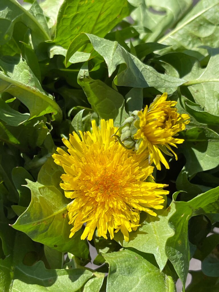 Löwenzahnblüten und Kraut