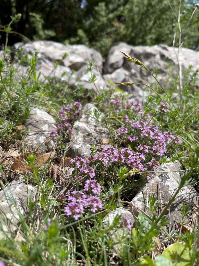 Blühender Oregano am Felsen
