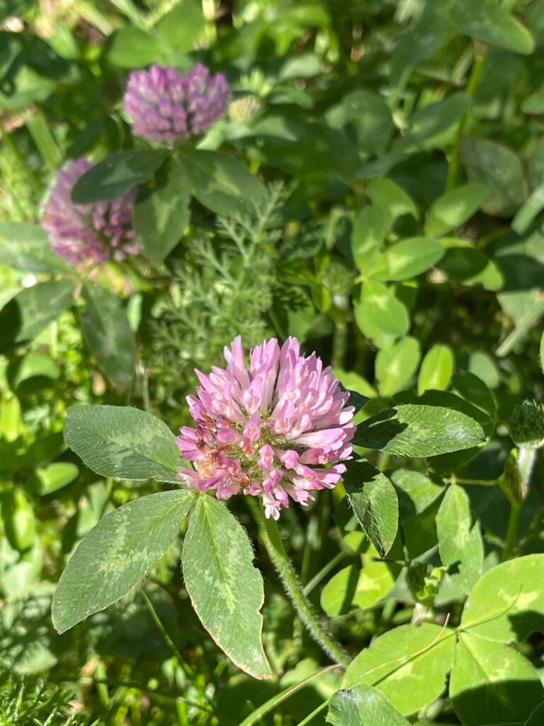 Rotkleeblüte und Kraut