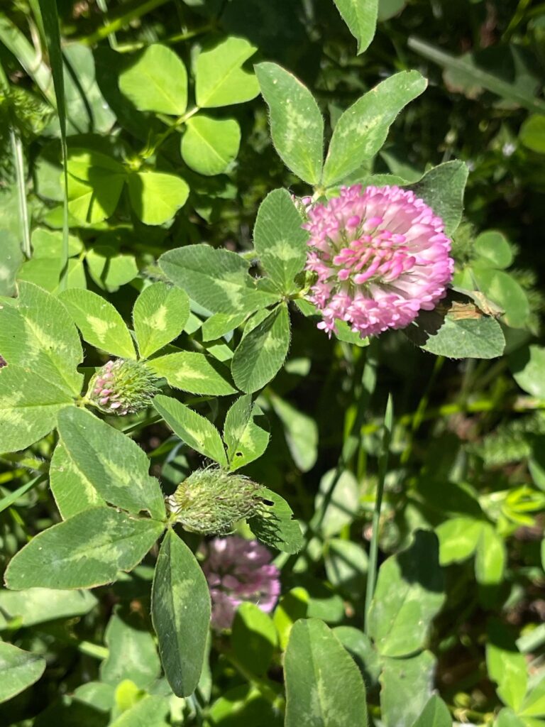 Rotkleeblüte und Kraut