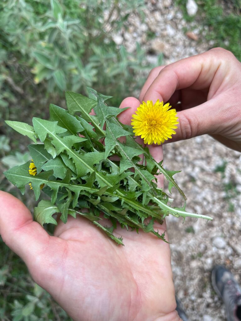 Blätter und Blüte von Sandlöwenzahn in Händen