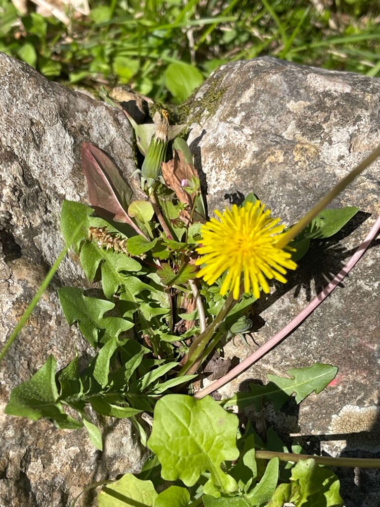 Sandlöwenzahn mit Blüte am Felsen