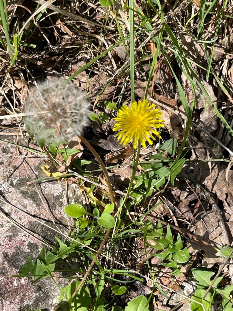 Sandlöwenzahn mit Pusteblume und frischer Blüte