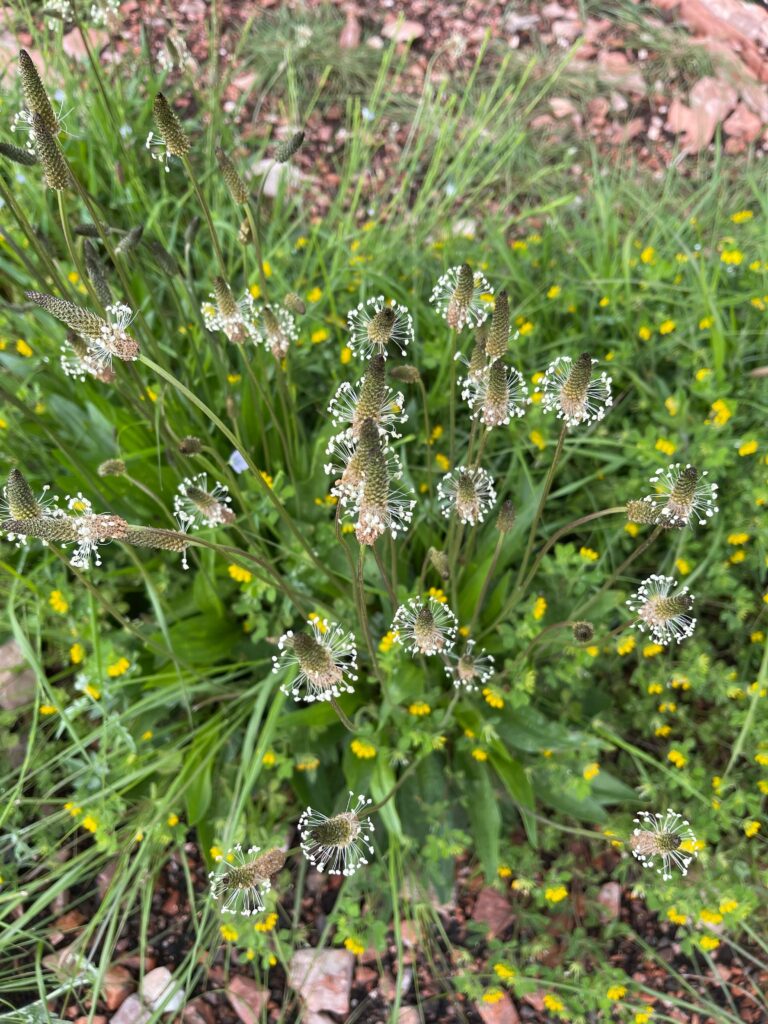 Spitzwegerichblüten und Kraut