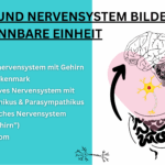 Grafik Nervensystem und Darm bilden eine untrennbare Einheit, Text, Gehirn, Herz und Darm