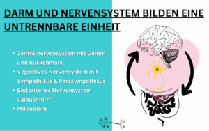 Grafik Nervensystem und Darm bilden eine untrennbare Einheit, Text, Gehirn, Herz und Darm
