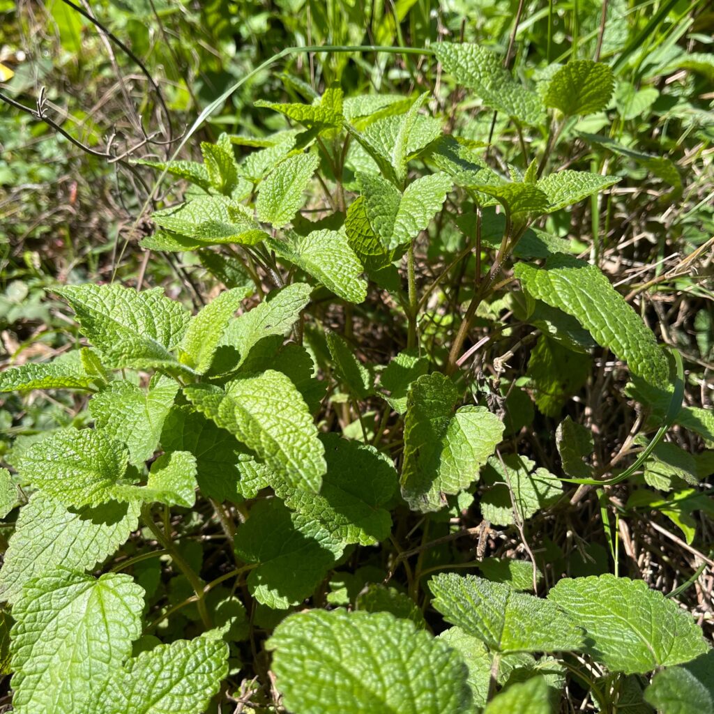 Wilde Melisse