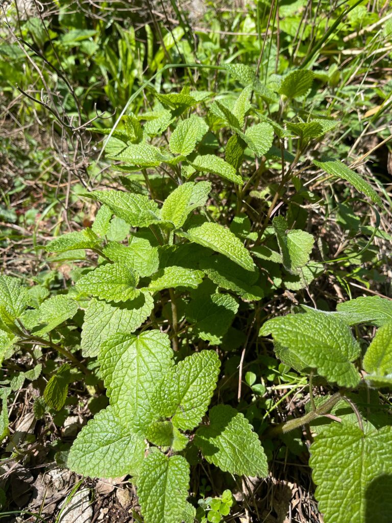 Wilde Melisse