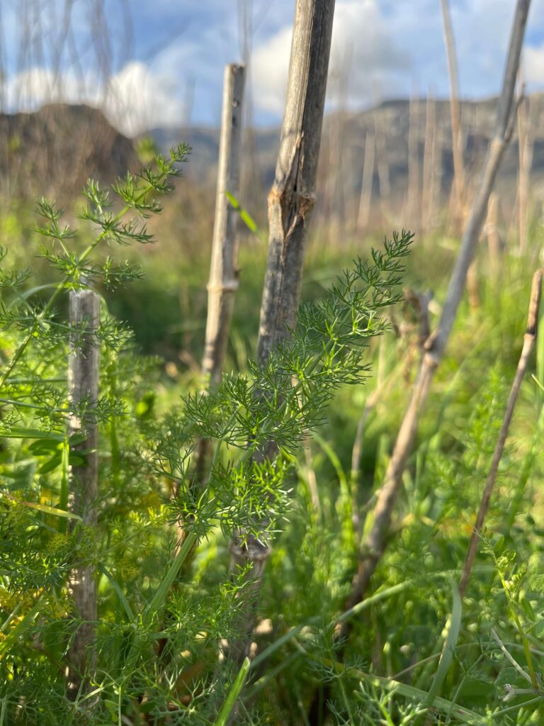 Wilder Fenchel mit trockenen Stängeln