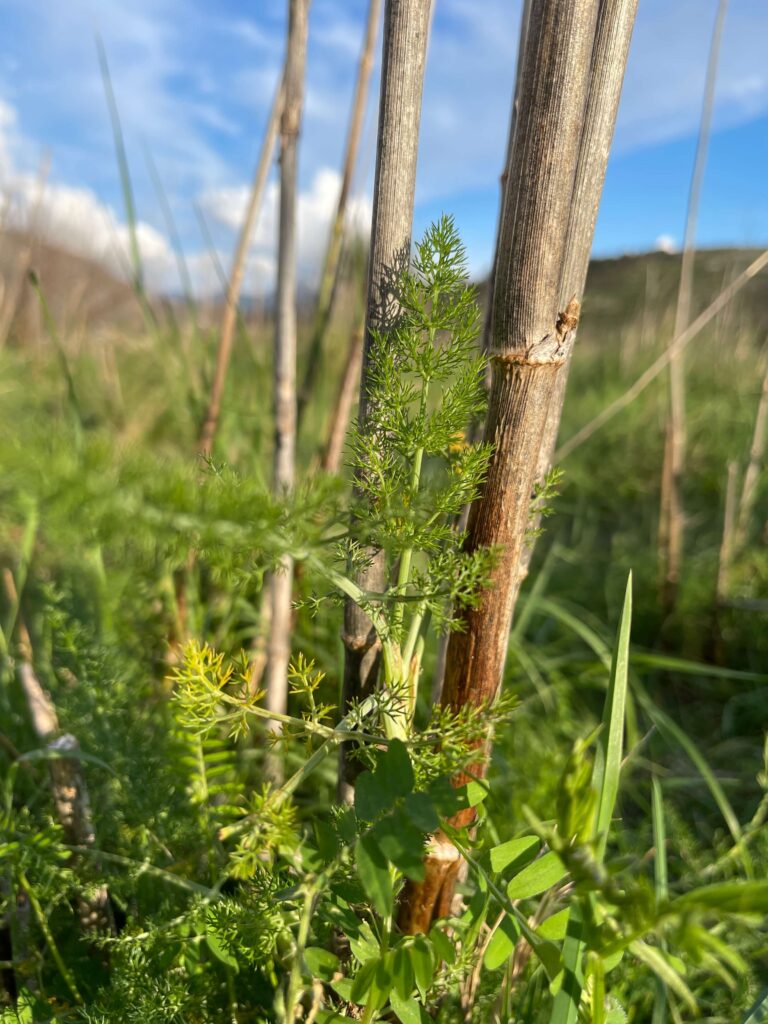 Wilder Fenchel Nahaufnahme