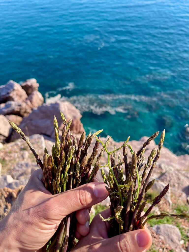 Wilder Spargel in Händen vor Meer
