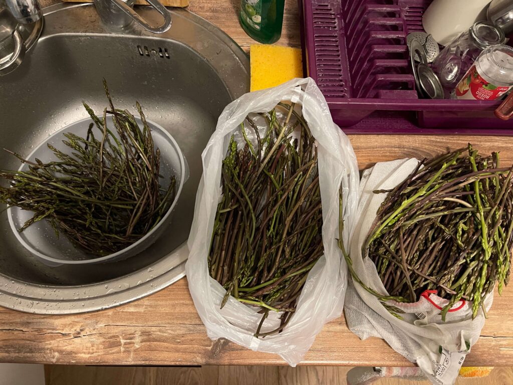 Wilder Spargel Sammelgut auf Ablage