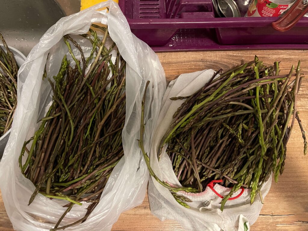 Wilder Spargel Sammelgut auf Ablage