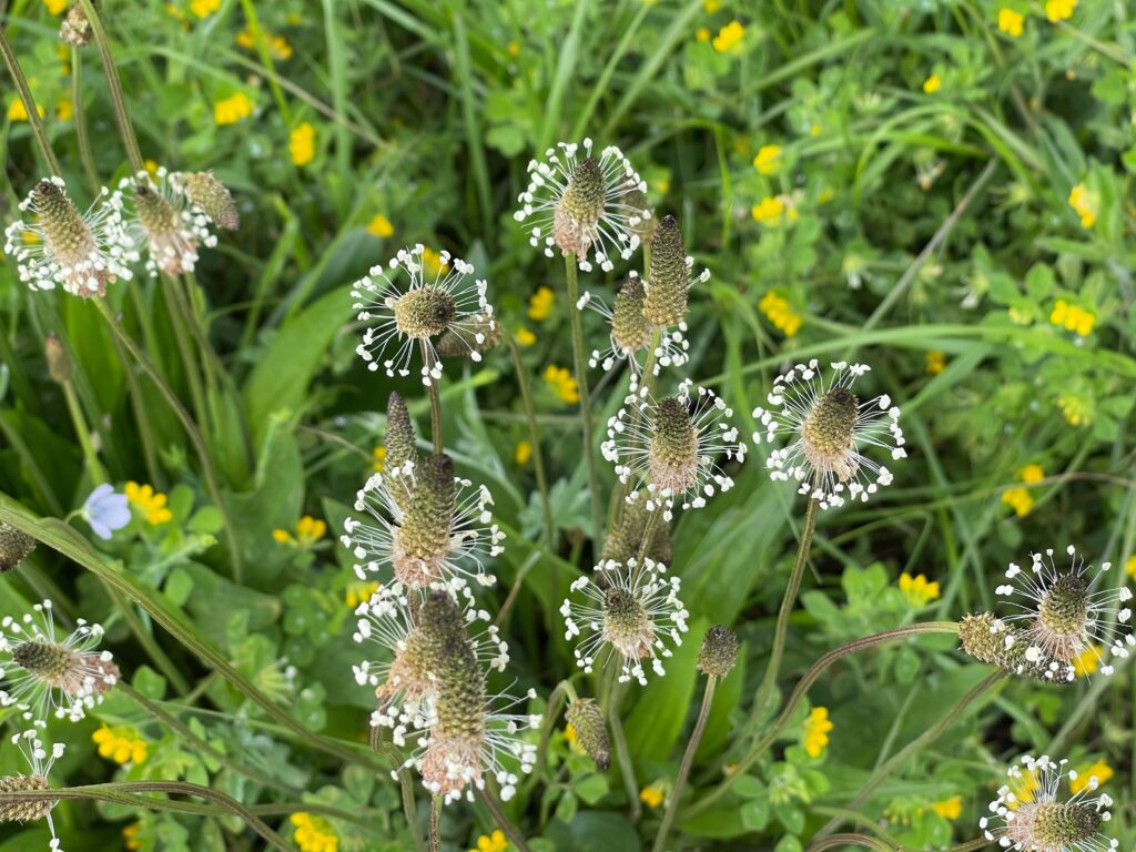 Spitzwegerichblüten