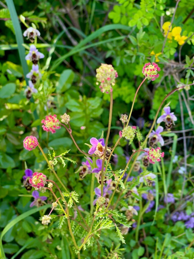 Kleiner Wiesenknopf und wilde Orchideen