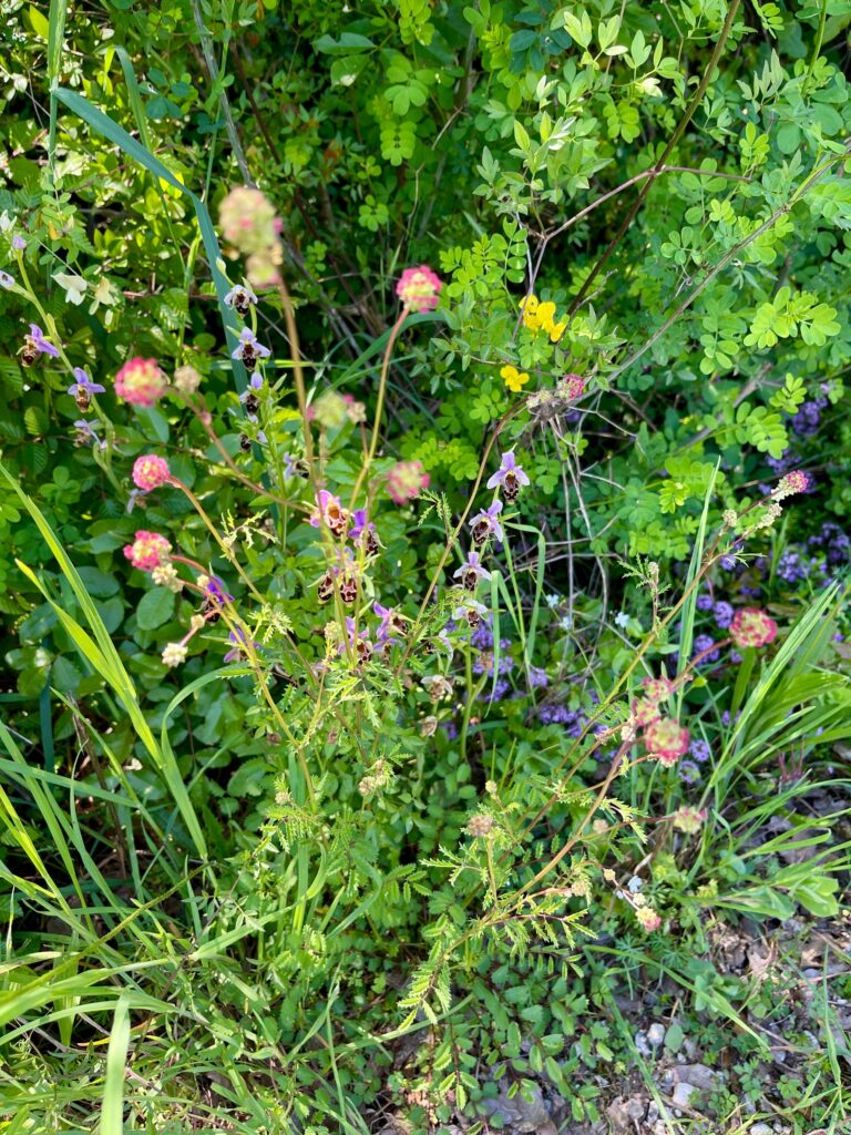 Kleiner Wiesenknopf und wilde Orchideen